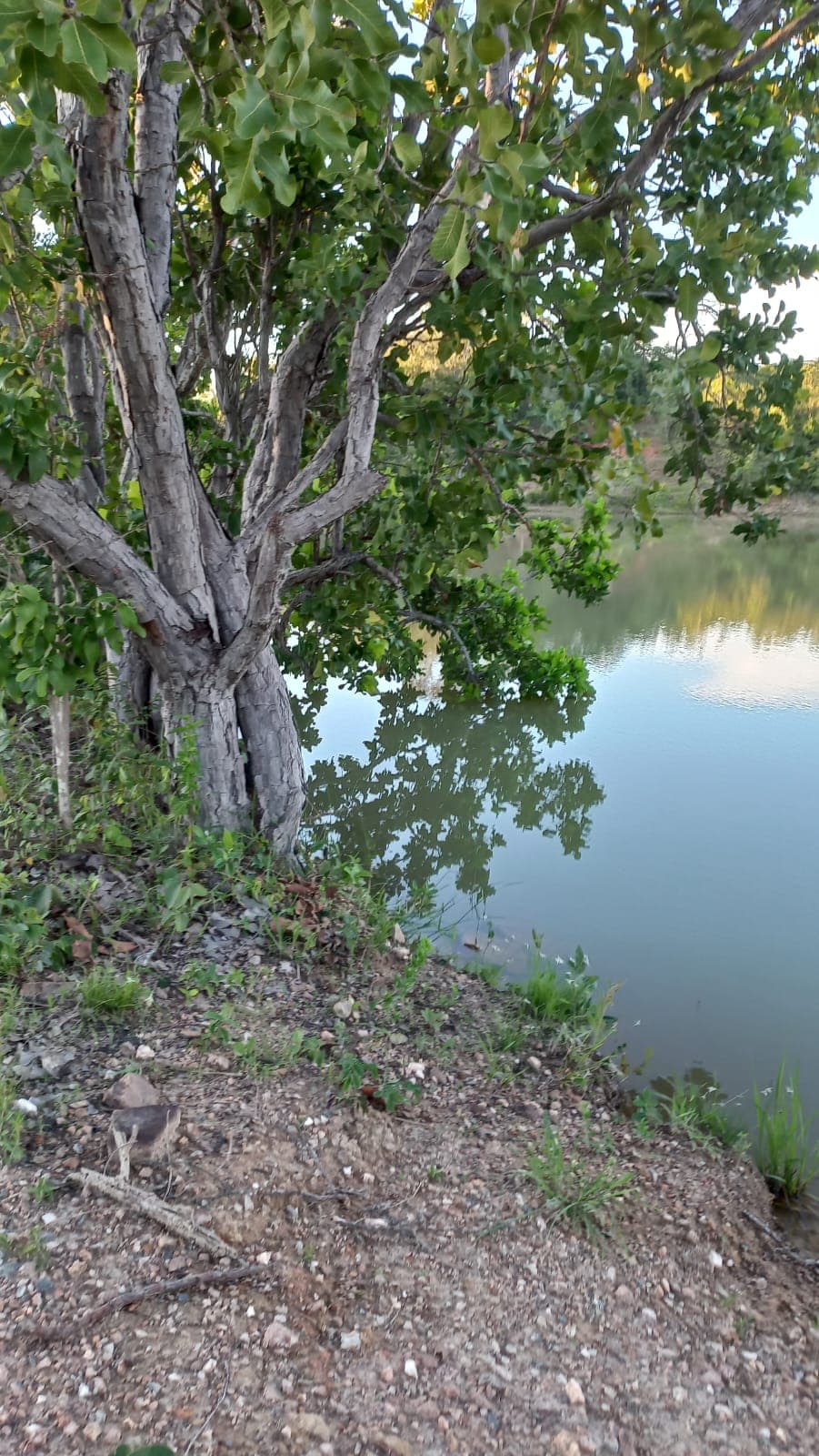 Fazenda em Israelandia, 50 alqueres