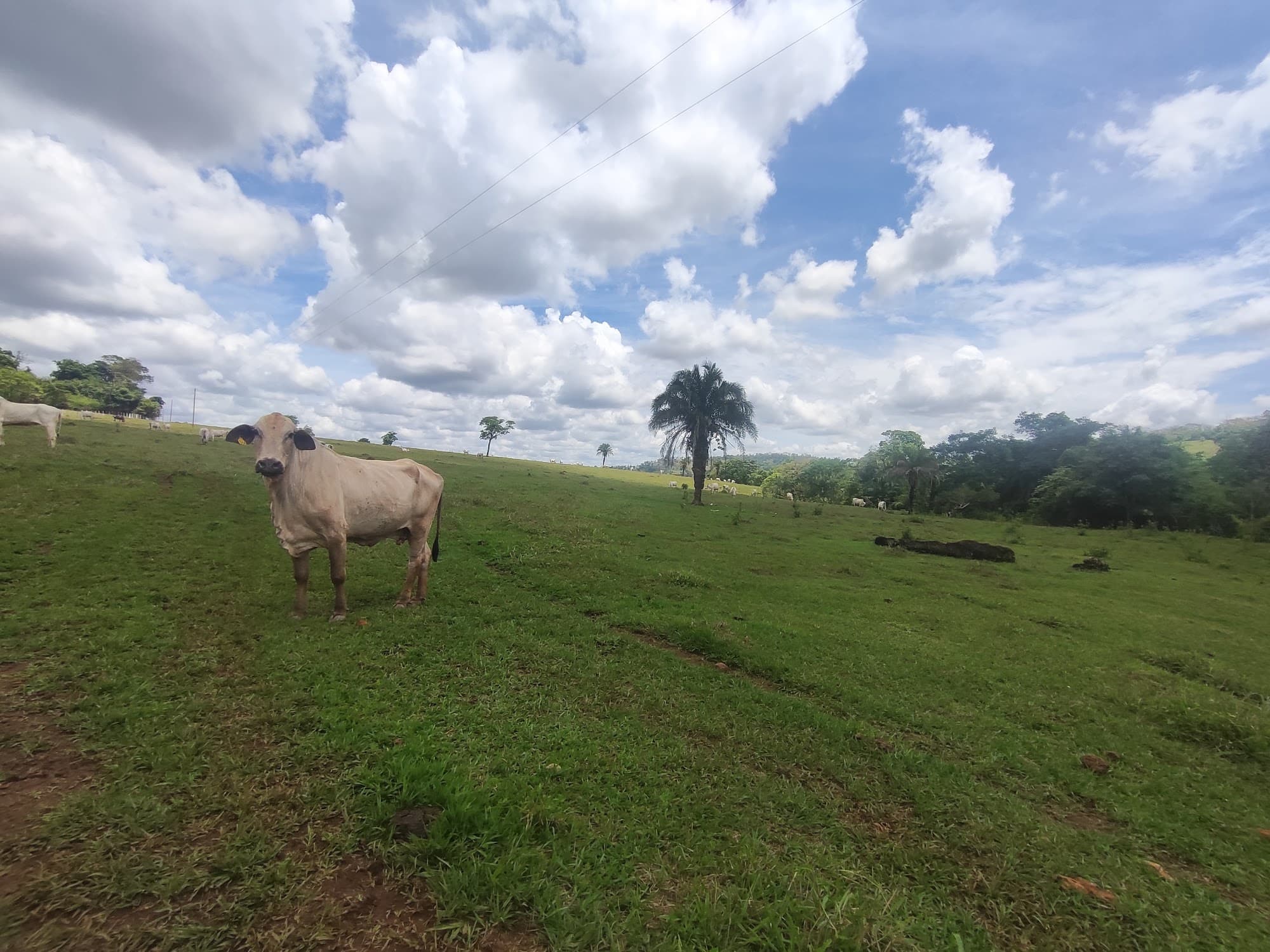 Fazenda em Santa Barbara 42km de Goiania